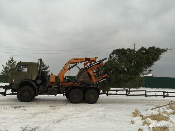 Пересадка деревьев