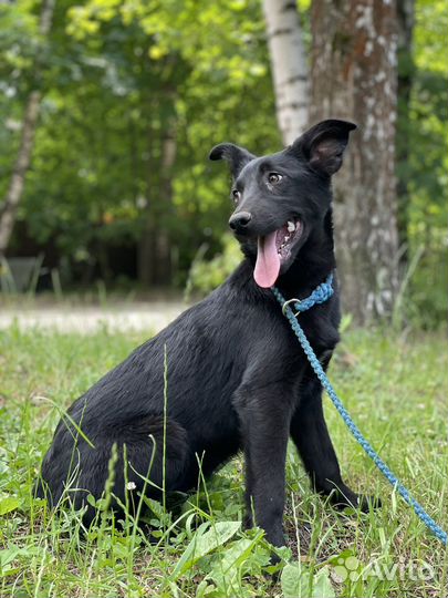 Щенок девочка