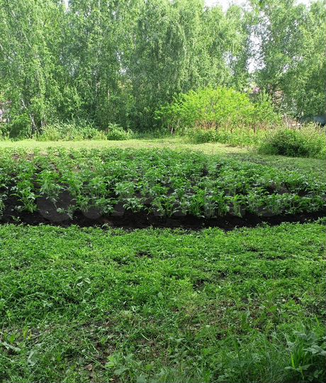 Участок 9 сот. (СНТ, ДНП)