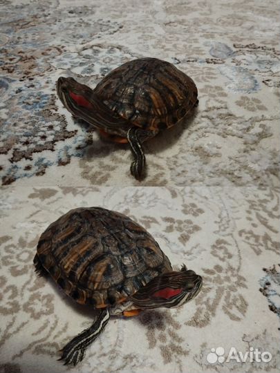 Террариум для красноухой черепахи