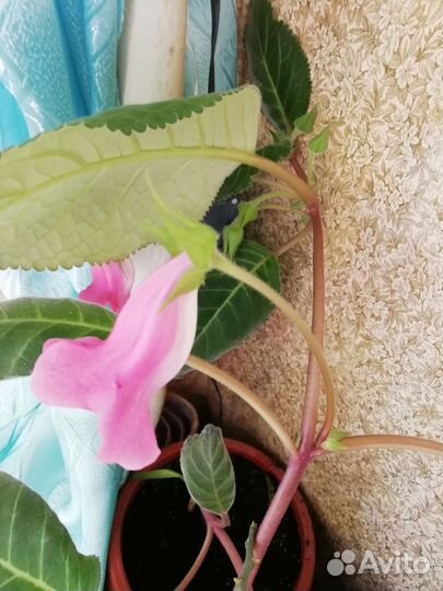 Глоксиния тидея