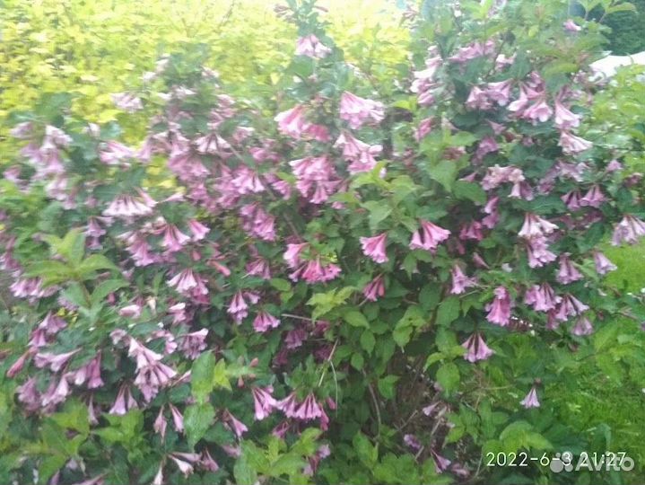 Спирея серая Макрофилла Стефанандра Форзиция Дерен