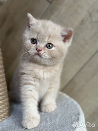 Британский кремовый котенок