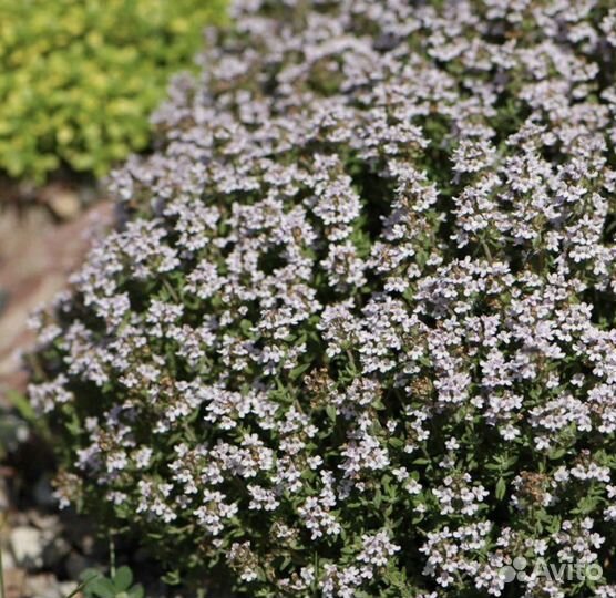 Тимьян (чабрец) обыкновенный