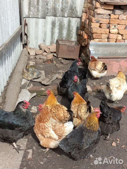 Домашние куриные яйца