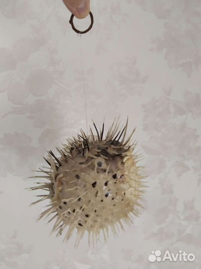 Рыба ёж фугу шар