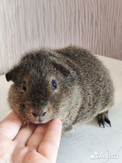 Морские свинки Американский Тедди