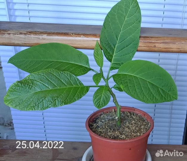 Черенки бругмансии