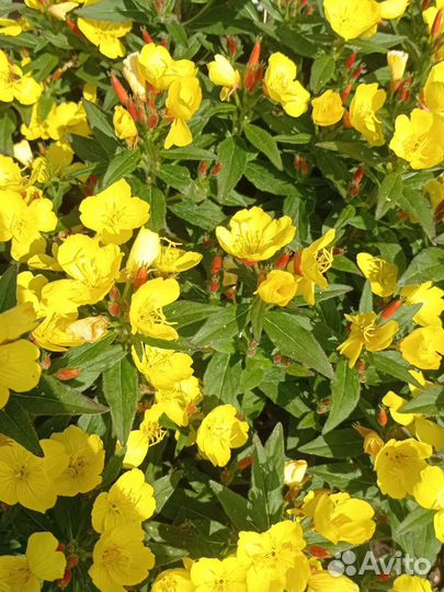 Многолетние растения для сада и дачи