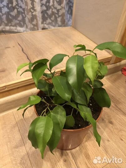 Бенджамина пестролистный