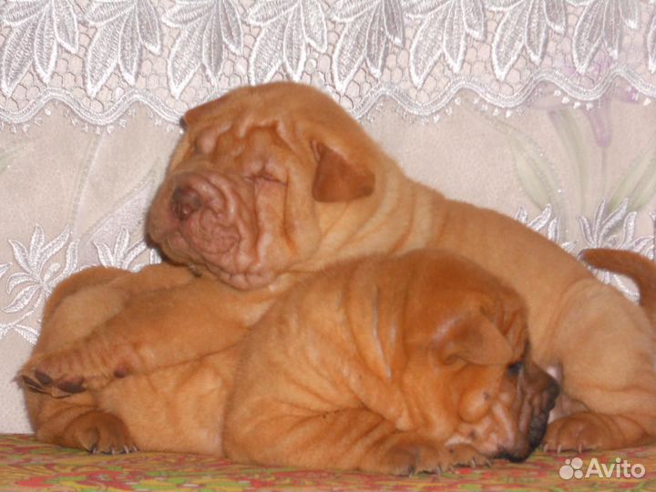 Шарпейчики