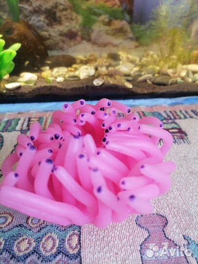 Сомы-анциструс, коралл, моллинезии, кокосовый грот