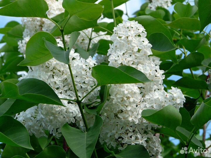 Сирень белая