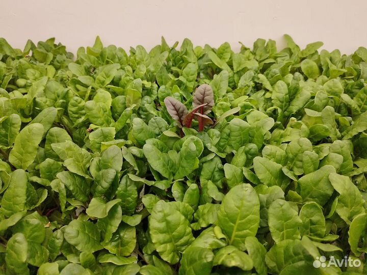 Фасовщик зелени