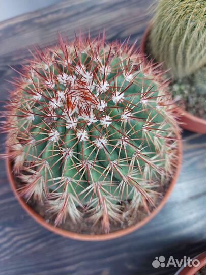 Кактусы большие,D20см