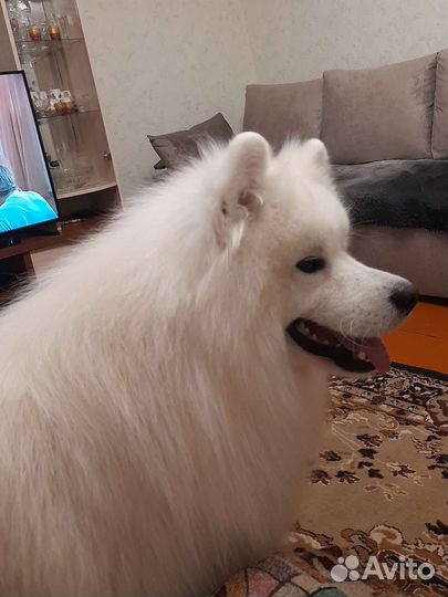 Вязка Самоедская лайка