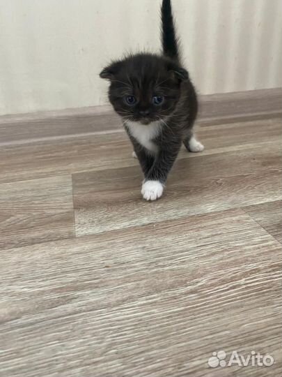 Кошки в добрые руки бесплатно