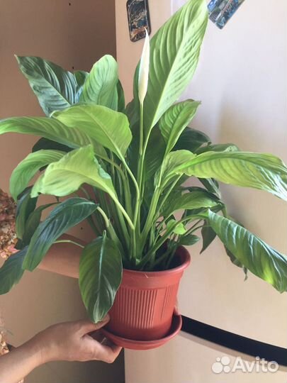 Спатифиллум женское счастье