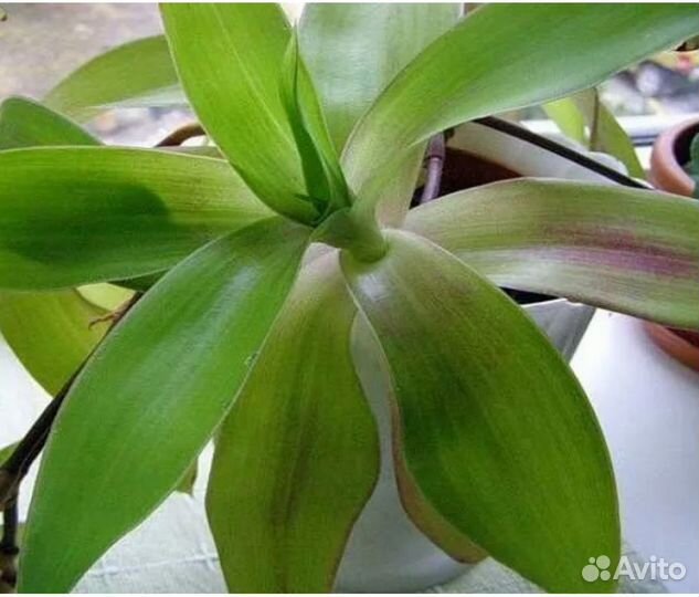 Золотой ус лечебный