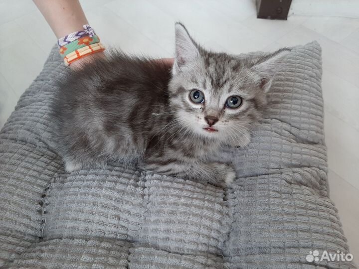 Британчики девочки