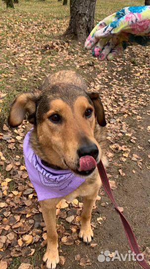 Собака в добрые руки отдам бесплатно