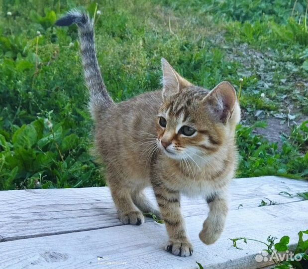Котенок в добрые руки