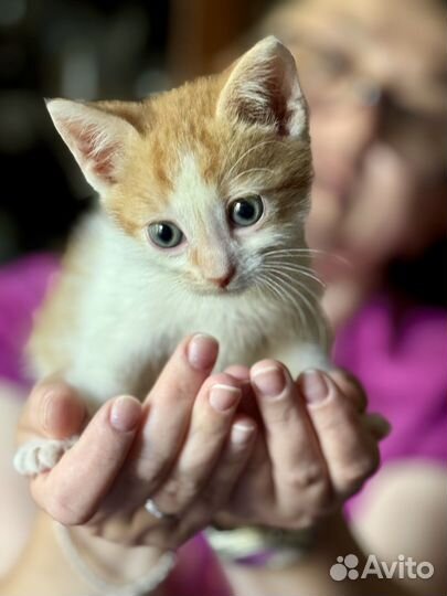 Котятам нужна передержка или новый дом