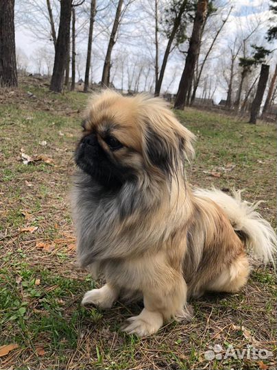 Пекинес ищет девочку