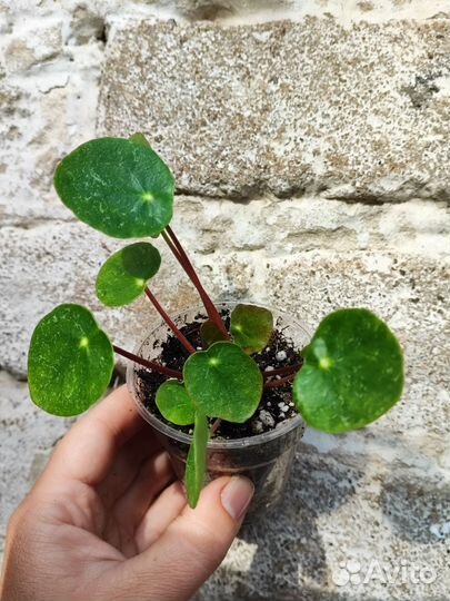 Пилеи и бегонии