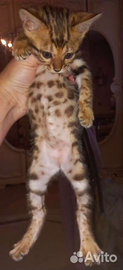 Бенгальская