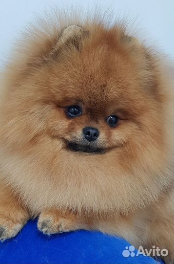 Жених для девочек