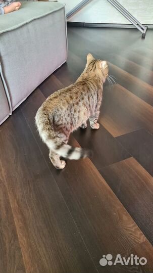 Британец, 2 года