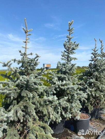 Ель Голубая