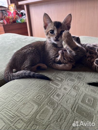 Котенок от бенгальской кошки