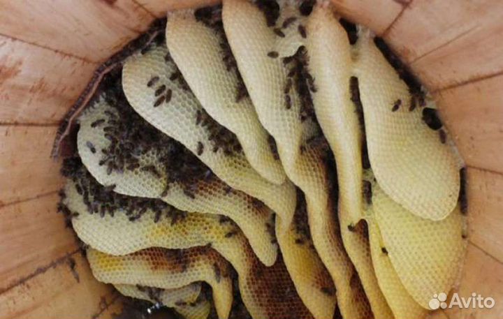 Колода для пчел