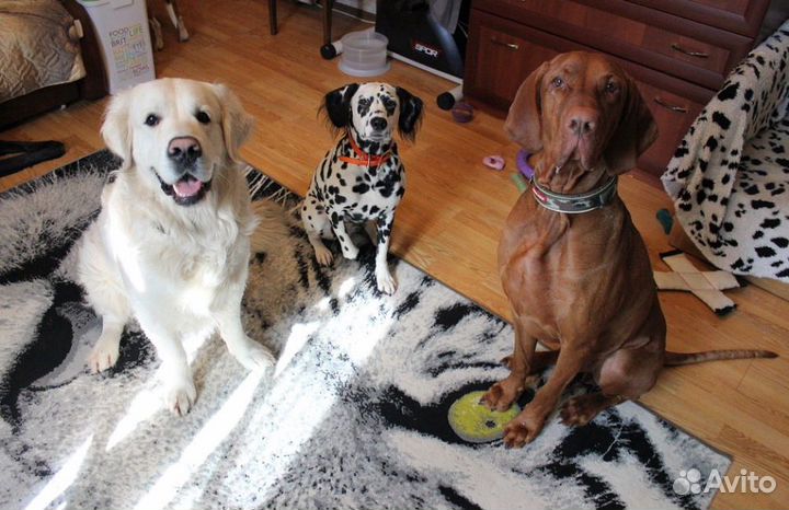 Домашняя передержка собак и кошек