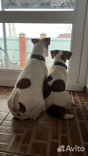 Джек Рассел терьер