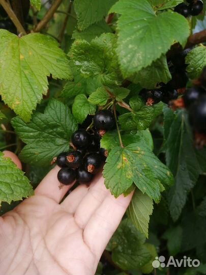 Черная смородина ягода