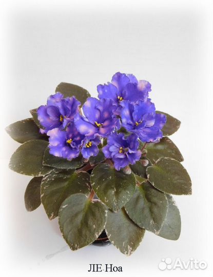 Минифиалки. Лист на срез