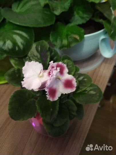 Фиалки сортовые (сенполия)