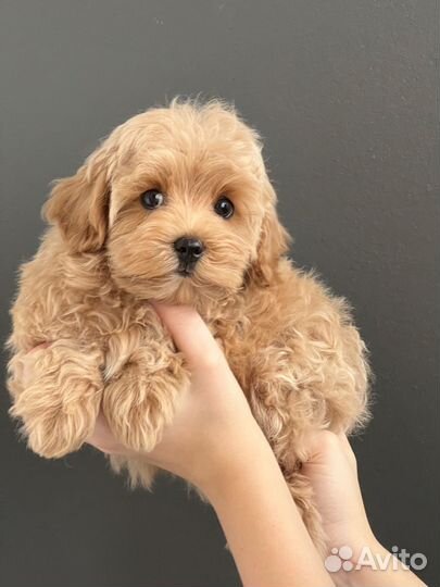 Щенки мальтипу f1 тикап, микро, мини, стандарт