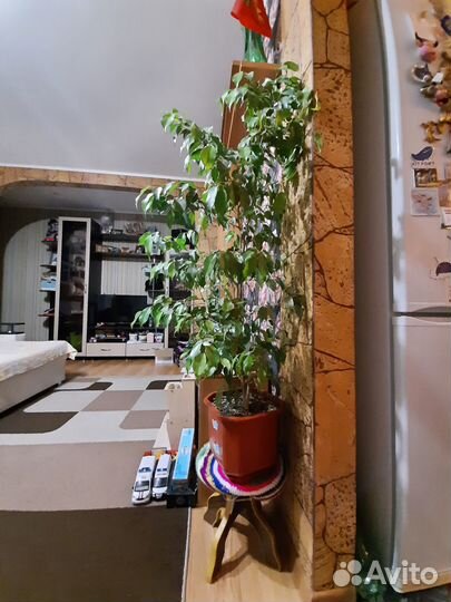 Фикус бенджамина