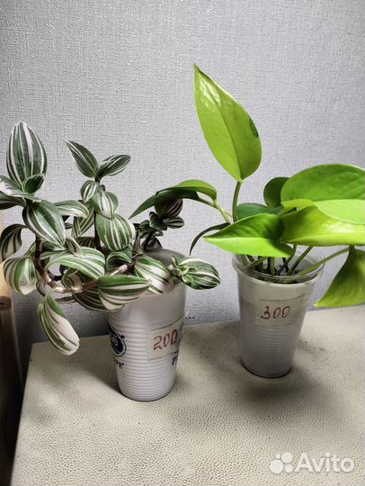 Домашние цветы