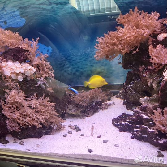 Продам морской аквариум с камнями и рыбками