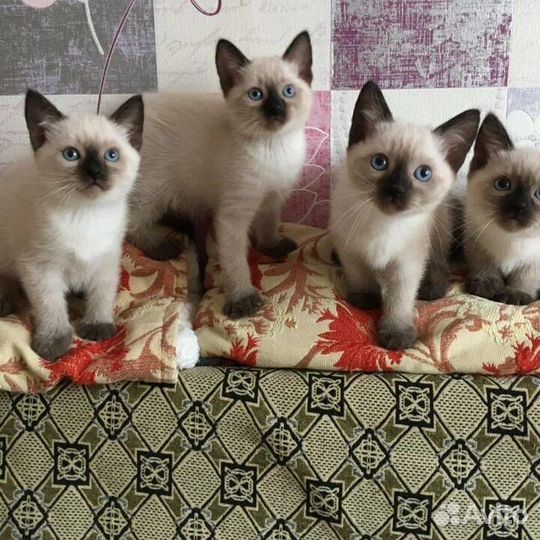 Котята тайские