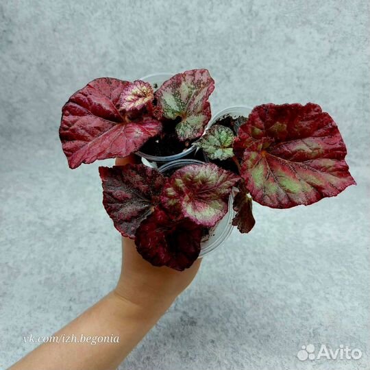 Бегонии и многое другое