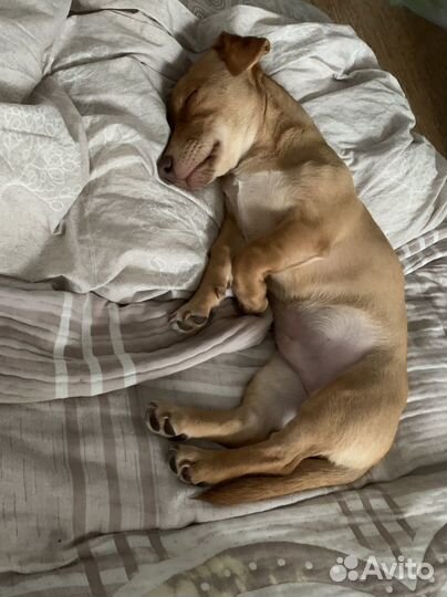 Маленькая собака