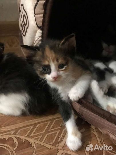 Котенок мальчик