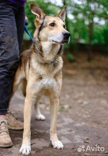 Хьюго страдает