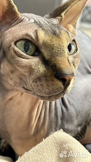 Канадский сфинкс вязка